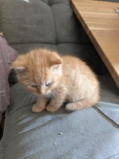 PerserMixKitten weiblich