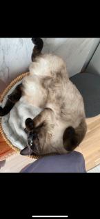 GESUCHT Meine liebe Katze Daisy
