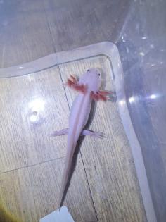 Axolotl Nachzucht