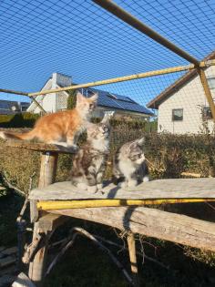Prächtige Maine Coon Kitten