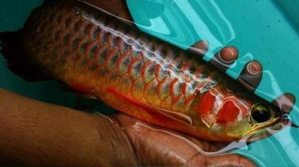 Top-Qualität super rot arowanas Fisch und viele andere Fisch zum Verkauf