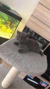 Britisch Kurzhaar Kitten