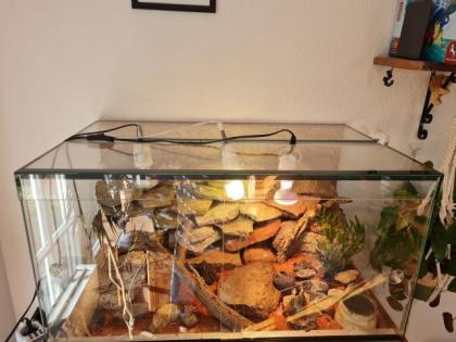 Gecko, Mauergecko mit Terrarium, Lampen und Einrichtung