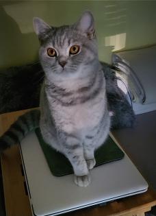 Wunderschöne BKH Katze