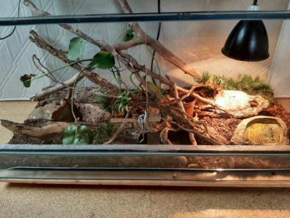 Kornnatter mit Terrarium abzugeben