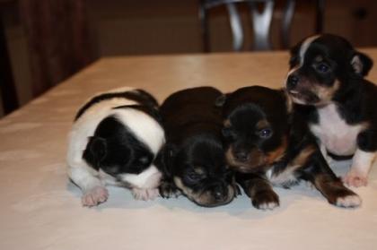 Chihuahua-babys