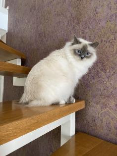 Birma Kitten mit Stammbaum inkl. 2 Impfungen blue lilac Point Tabby