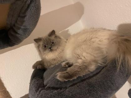 Ragdoll Kater