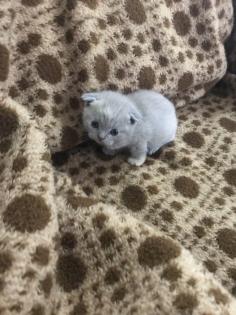 Scottish fold Kitten britisch Kurzhaar Bkh