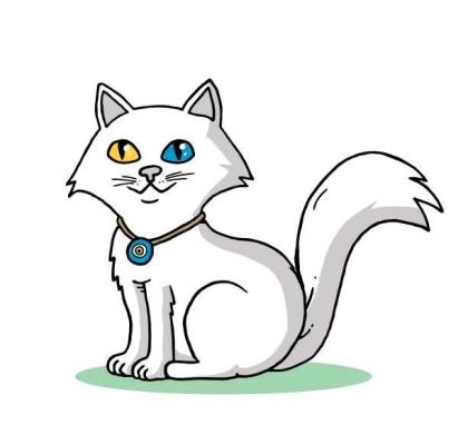 Einzigartiger Türkisch Angora Langhaar Gelbe und blaue Augen