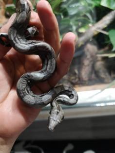 Boa constrictor Imperator crawl cay x surinam