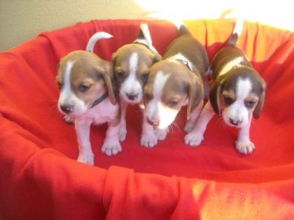 Beaglefreunde