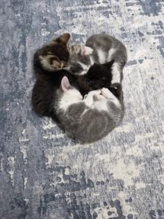 Katzen junges rasse bombay und mischling
