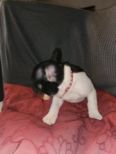Französische Bulldoggen Baby, s
