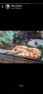 Zwei Kornnatter zu verkaufen. Mit oder ohne Terrarium