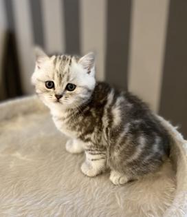BKH Britisch Kurz Haar Kitten