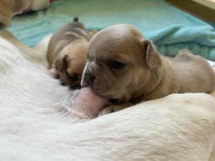 Französische Bulldogge mit Papiere