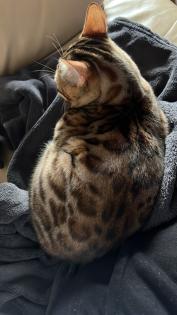 Bengalkater 8 Monate