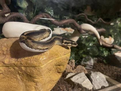 Königspython Piebald Dalmatiner