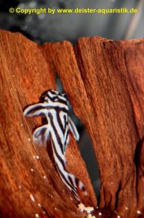 L46 Hypancistrus zebra