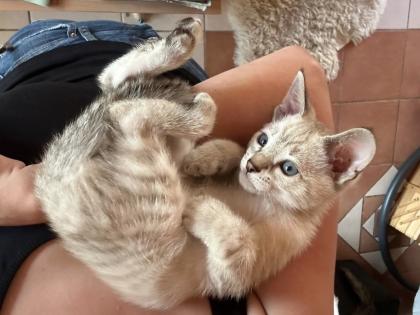 Snow Bengal Siam Kitten