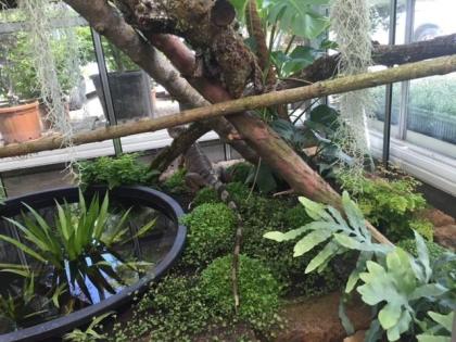 Leguan mit Terrarium an Liebhaber zu verschenken .