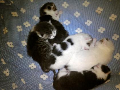 4 süße babykatzen suchen ein lieb volles zuhause