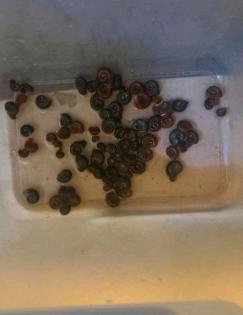 Posthornschnecken verschiedene Farben