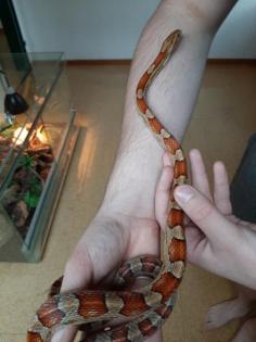 Kornnatter mit Terrarium abzugeben