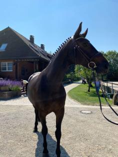 Reitbeteiligung gesucht
