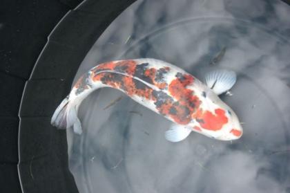 8 Japan Koi 1 Stör zu verkaufen Hier klicken