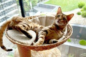 OTIS - männlich 4 Jahre Bengal Gechipt Kastriert