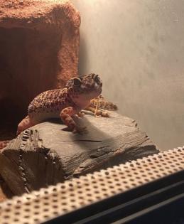 Leopardengeckos zu verkaufen