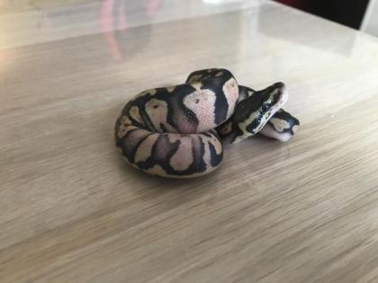 Inferno Pastel Echni Fader het piebald 9 Python regius