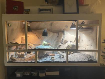 Bartagame inklusive Terrarium und Zubehör