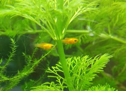 Platys /Platynachwuchs rot/orange