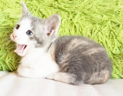 OKH Kitten