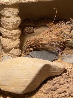 Leopardgecko Weibchen zu verkaufen