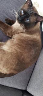 Thaisiam Deckkater