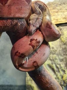 Boa constrictor imperator