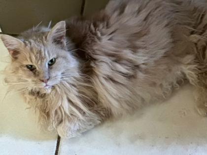 Maine Coon Katze / Kater suchen liebevolles Zuhause