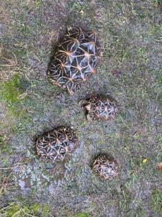 Sternenschildkröten