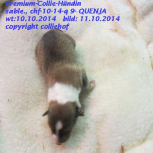 Premiumcolliewelpen US-Line, Teilzahlung, Transfer, Zubehör