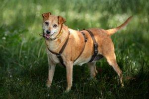 HALLE - weiblich 7 Jahre 38 cm 13. 5 kg Pinscher-Mix Gechipt Kastriert
