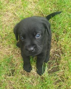Labradorwelpen suchen ein Zuhause