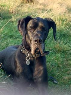 Dänisch deutsche Dogge Dog-Sharing tage- wochenweise
