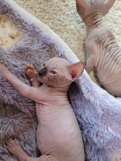 Canadische Sphynx Kitten
