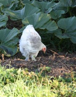 Brahmas aus Naturbrut abzugeben