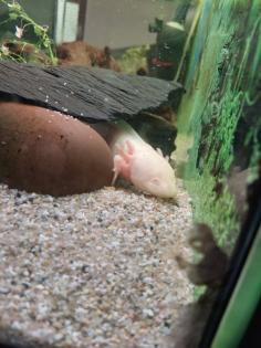 2 Männliche Axolotl Dringend