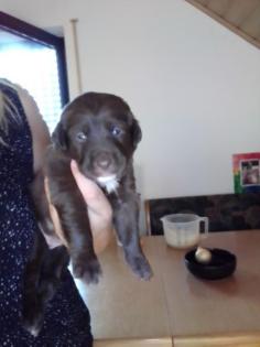 Labrador Welpen